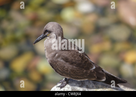 Femmina Tern Inca (Larosterna inca) Foto Stock