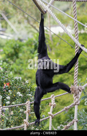 Agile gibbone (hylobates agilis) Foto Stock