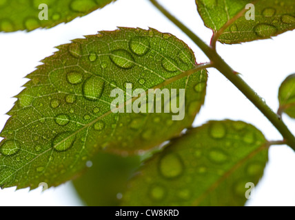 Berlino, sulle foglie di una rosa Staengel Foto Stock