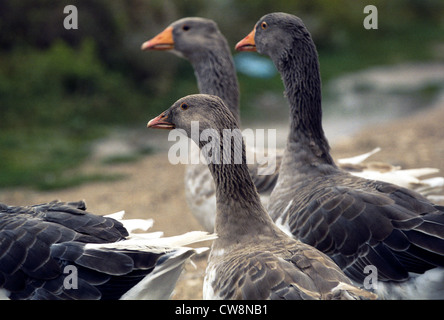 Graugaense, Romania Foto Stock