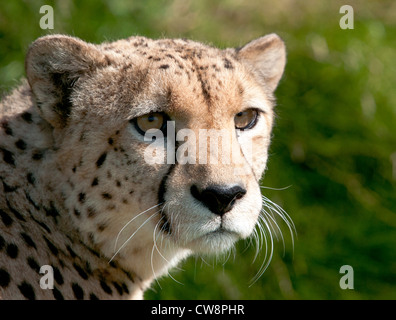 Cheetah maschio (close-up) Foto Stock