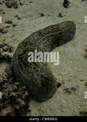 Leopard cetriolo marittimo holothuroidea pervicax in sabbia sul pavimento della barriera corallina al Great Barrier Reef Marine Park australia Foto Stock