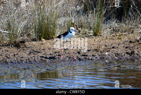 Il bianco-guidato Stilt o Pied Stilt Foto Stock