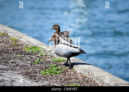 Due anatre sul bordo di una parete di canale Foto Stock