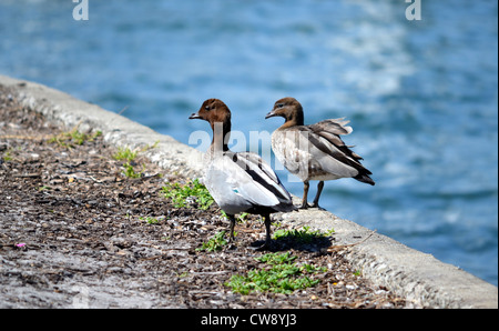 Due anatre sul bordo di una parete di canale Foto Stock