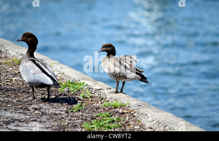 Due anatre sul bordo di una parete di canale Foto Stock