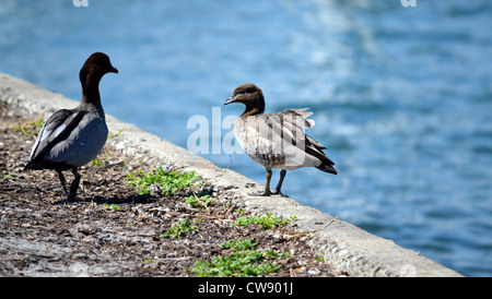 Due anatre sul bordo di una parete di canale Foto Stock