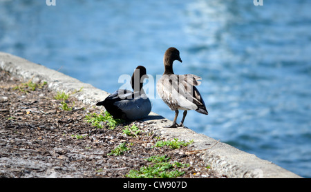 Due anatre sul bordo di una parete di canale Foto Stock