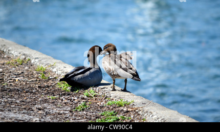 Due anatre sul bordo di una parete di canale Foto Stock