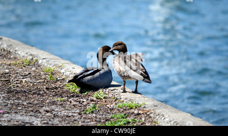 Due anatre sul bordo di una parete di canale Foto Stock