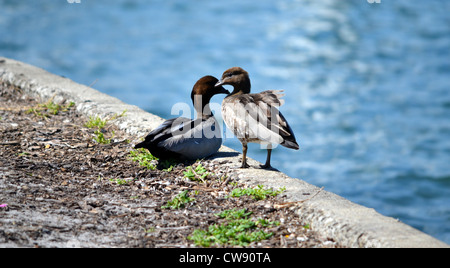 Due anatre sul bordo di una parete di canale Foto Stock