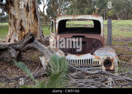Arrugginimento vecchio guscio di un oggetto di dumping vintage o classic car seduto accanto a un albero di gomma in un australiano paddock. Foto Stock