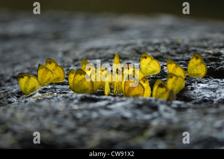 Hill giallo Erba farfalle (Eurema simulatrix) alimentazione su sali minerali in una foresta pluviale tailandese Foto Stock