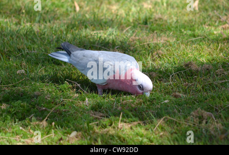 Il Galah, Eolophus roseicapilla, noto anche come la rosa-breasted Cockatoo, Galah Cockatoo o Roseate Cacatua Foto Stock