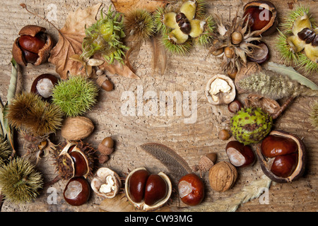 Autunno decorativo confine con castagne, noci, nocciole, ghiande e foglie Foto Stock