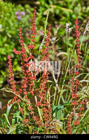 Di latifoglie (Dock Rumex obtusifolius) Foto Stock