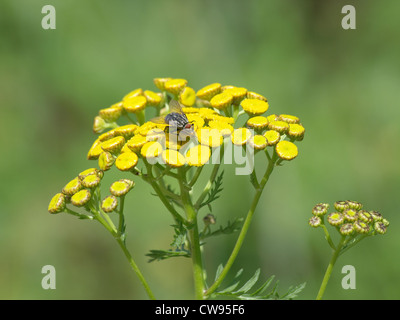Tansy comune con polpa di colore grigio-fly / Tanacetum vulgare, Sarcophaga carnaria / Rainfarn mit grauer Fleischfliege Foto Stock