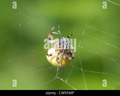 Quattro spot orb-weaver avvolgere una mosca / Araneus quadratus / Vierfleckkreuzspinne wickelt Fliege ein Foto Stock