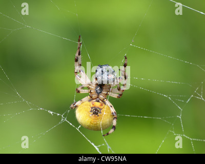 Quattro spot orb-weaver avvolgere una mosca / Araneus quadratus / Vierfleckkreuzspinne wickelt Fliege ein Foto Stock