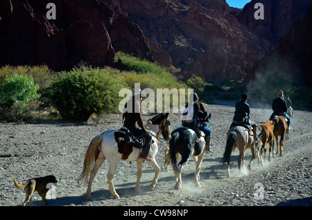 Touring il Sud alta altitudine Americah Altiplano delle Ande in Bolivia, Sud America. Piloti del Cavallino in canyon vicino a Tupiza Foto Stock