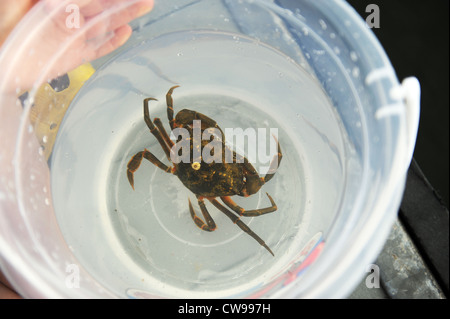 Pescato granchi nel Fowey, Cornwall, Regno Unito Foto Stock