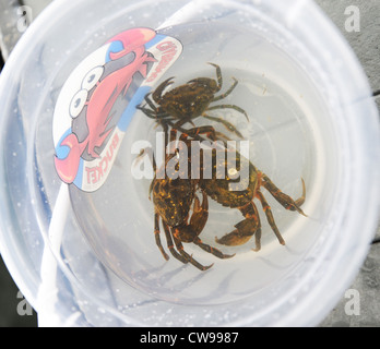 Pescato granchi nel Fowey, Cornwall, Regno Unito Foto Stock