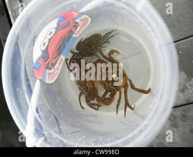 Pescato granchi nel Fowey, Cornwall, Regno Unito Foto Stock