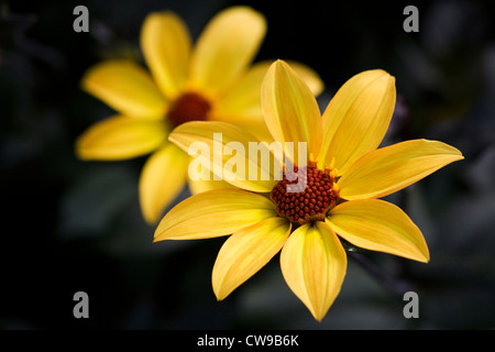 Dahlia 'Vescovo di York'. Foto Stock