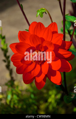 Dahlia è un genere di folte, tuberose, piante erbacee perenni piante native del Messico, America Centrale, e Colombia. Foto Stock