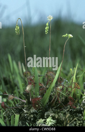 ROUND-LASCIAVA SUNDEW Drosera rotundifolia (Droseraceae) Foto Stock