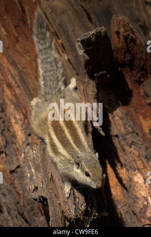 Cinque righe o a nord di Palm scoiattolo (Funambulus pennanti) Bharatpur Parco Nazionale, India. Foto Stock