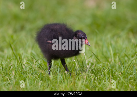 (MOORHEN Gallinula chloropus) giovani, Barnes, London, Regno Unito . Foto Stock