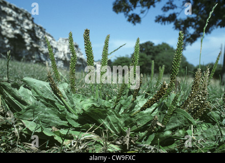 Maggiore piantaggine Planzago principali (Plantaginaceae) Foto Stock