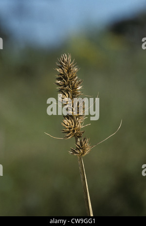 Falso Fox Sedge (Carex otrubae) Foto Stock