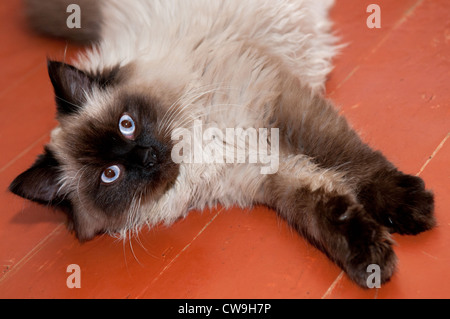 Il gattino assonnato giace su legno di un pavimento Foto Stock