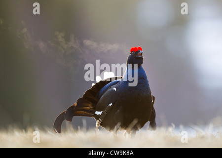 Gallo forcello Tetrao tetrix maschio chiamando al sito lek a Kuusamo, Finlandia in aprile. Foto Stock