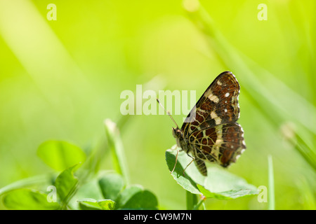 Farfalla sulla erba verde nella soleggiata giornata di primavera Foto Stock