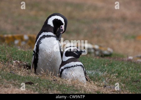 Magellanic Penguin (Spheniscus magellanicus) accoppiati e permanente preening nelle loro tane di nesting Foto Stock