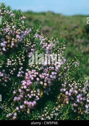 Cornish Heath (Erica vagans) Foto Stock