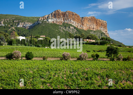 Cap Canaille, la più alta scogliera sul mare in Francia si affaccia su Domaine du Bagnol, Cassis, Provenza Francia Foto Stock