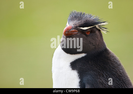 Pinguino saltaroccia (Eudyptes chrysocome chrysocome), sottospecie occidentale Foto Stock