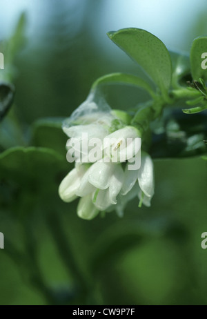 COWBERRY Vaccinium vitis-idaea (Ericaceae) Foto Stock