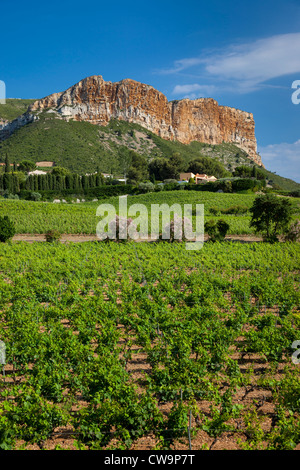 Cap Canaille, la più alta scogliera sul mare in Francia si affaccia su Domaine du Bagnol, Cassis, Provenza Francia Foto Stock