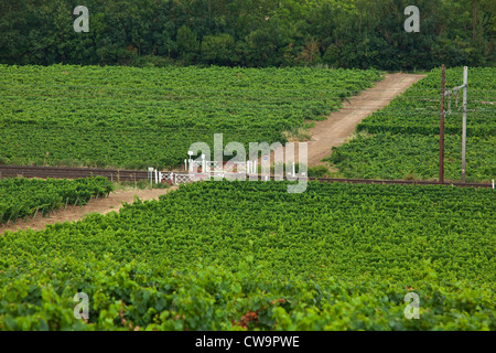 Un livello di gated di attraversamento in un vigneto nel sud della Francia Foto Stock