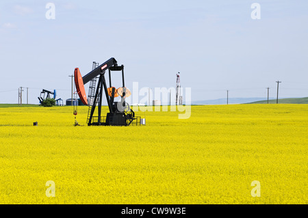 Oilfield pumpjacks in un campo di fattoria della fioritura olio di colza) pompa olio grezzo vicino alla città di Drumheller, Alberta, Canada. Foto Stock