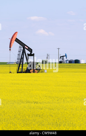 Campo dell'olio pumpjacks appartenente a un agricoltore del campo di colore giallo brillante fioritura olio di colza). Foto Stock