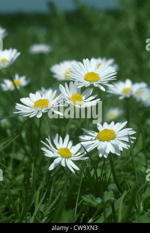 DAISY Bellis perennis (Asteraceae) Foto Stock