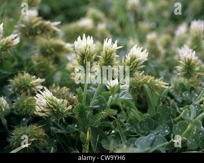 Testa lunga/LIZARD CLOVER Trifolium incarnatum molinerii Foto Stock