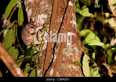 Sugar Glider, Petaurus breviceps, Australia Foto Stock