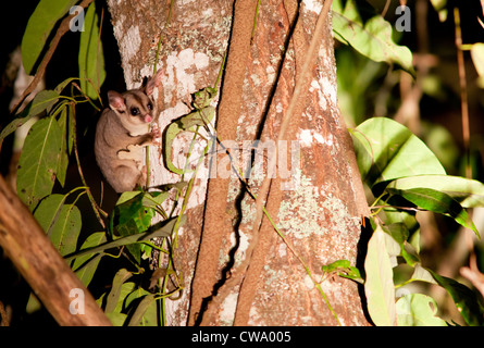 Sugar Glider, Petaurus breviceps, Australia Foto Stock